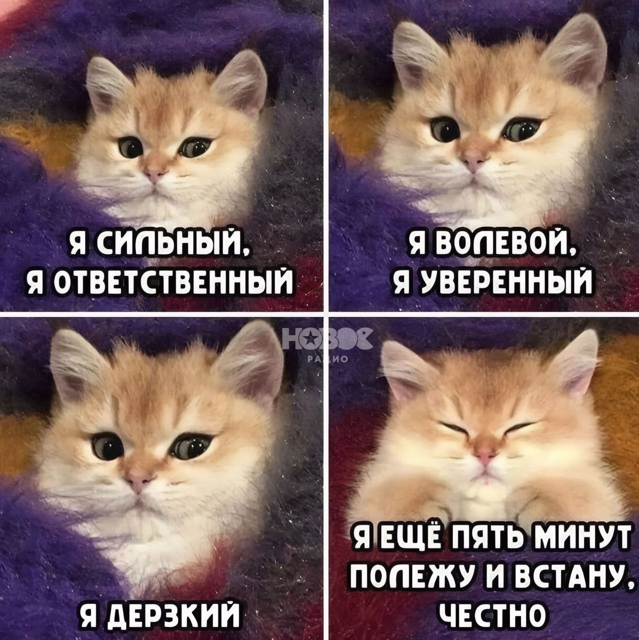pic.jpeg
