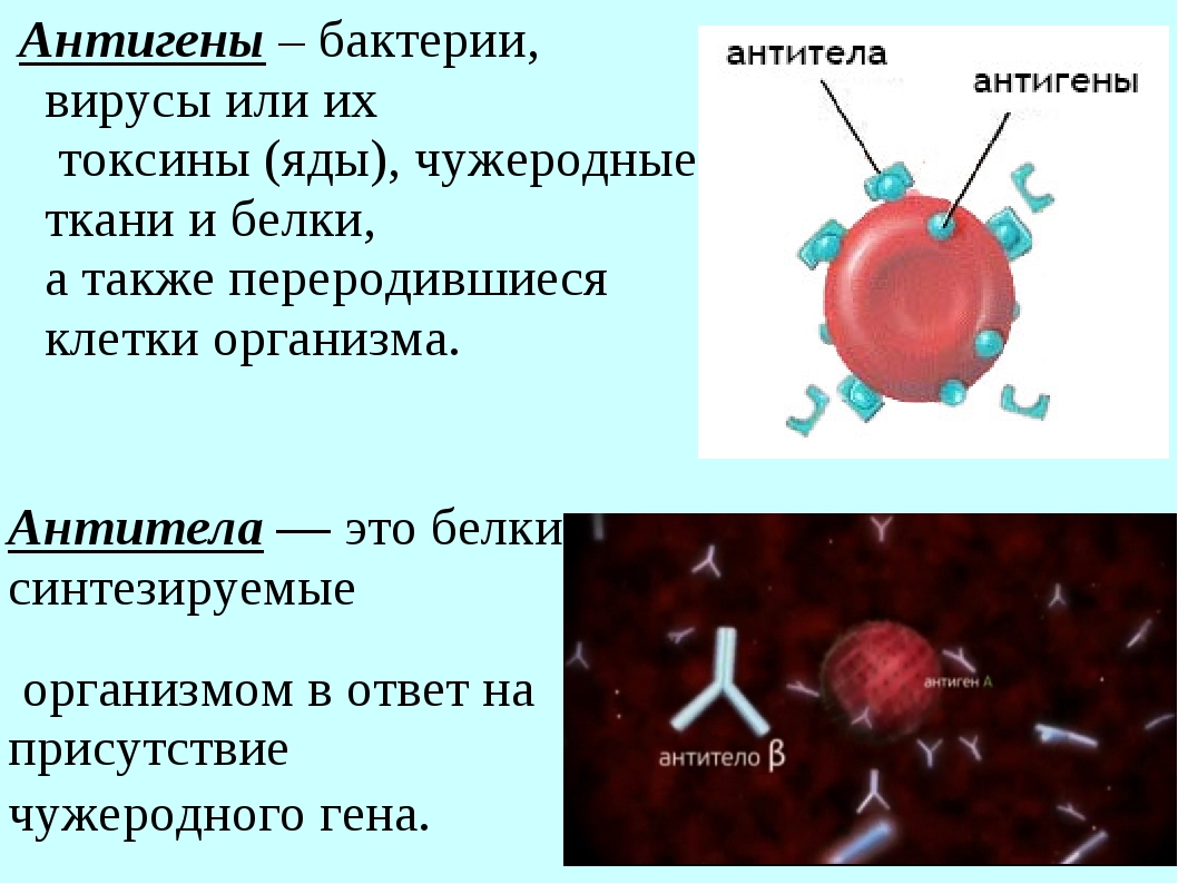 Биология 8 вирусы. Что такое антигены и антитела биология 8 класс. Антиген антитело лимфоциты т и в. Антиген элиминирующая функция антител. Понятие об антигенах и антителах.